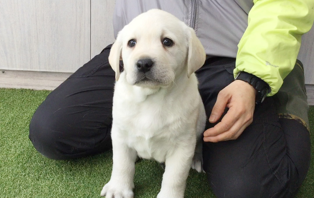 京都 英国ラブラドールレトリバーブリーダー トラッカーハウス｜子犬