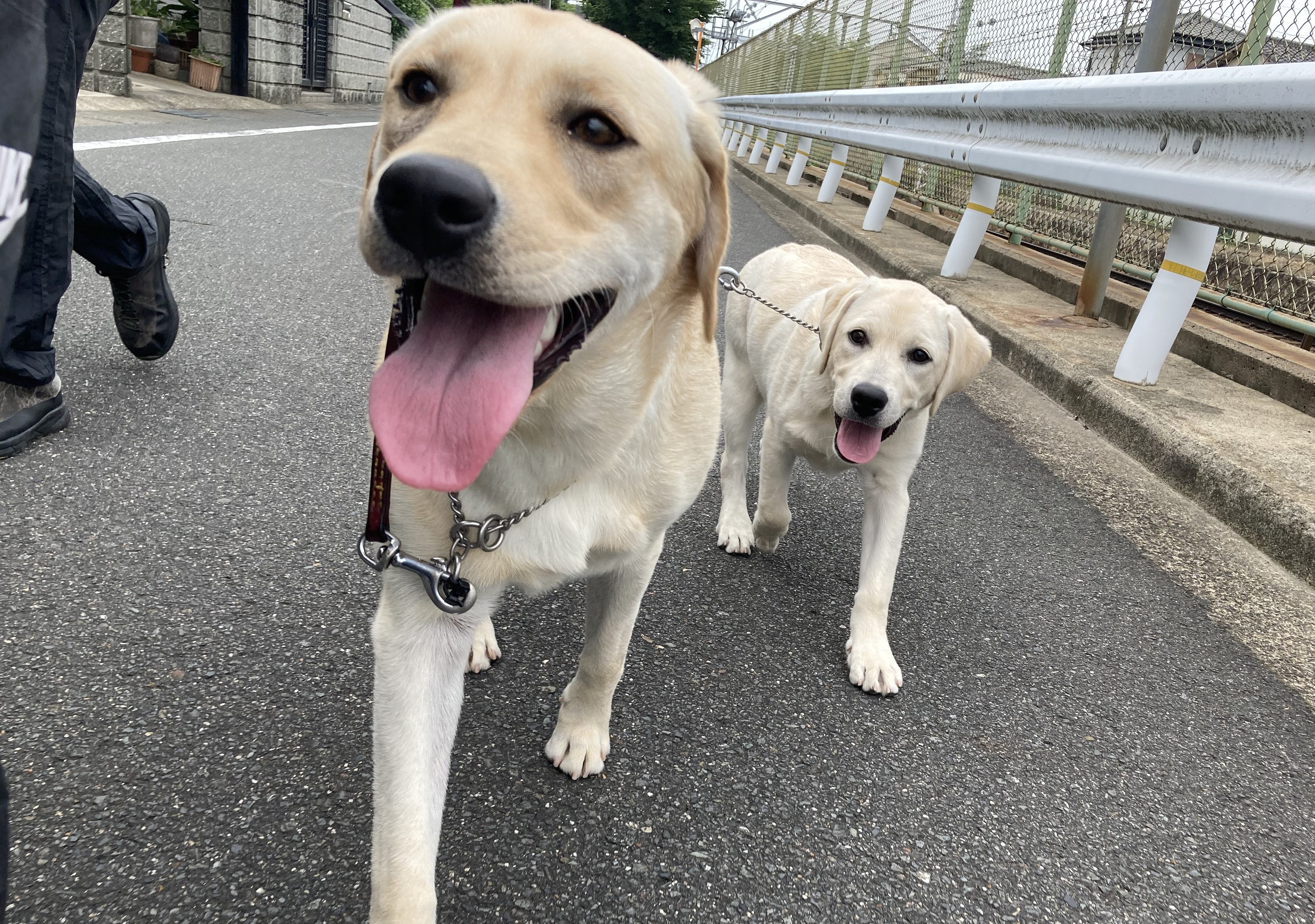 ルナちゃん 卒業しました 京都 英国ラブラドールレトリバーブリーダー トラッカーハウス 子犬販売 訓練済み犬 交配 繁殖